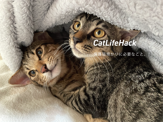 保護猫預かりに必要な6の事