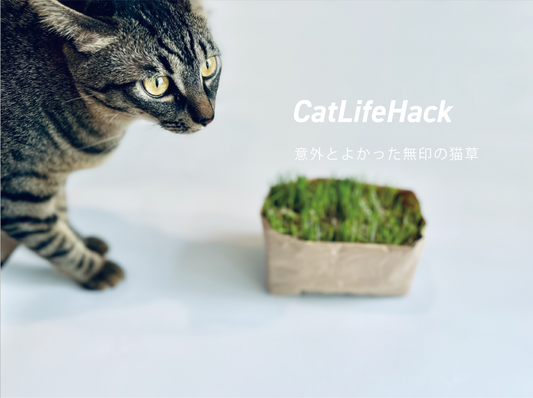 猫草好きな猫必見!無印の猫草を使ってみた結果